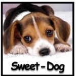 sweet-dog-165x163